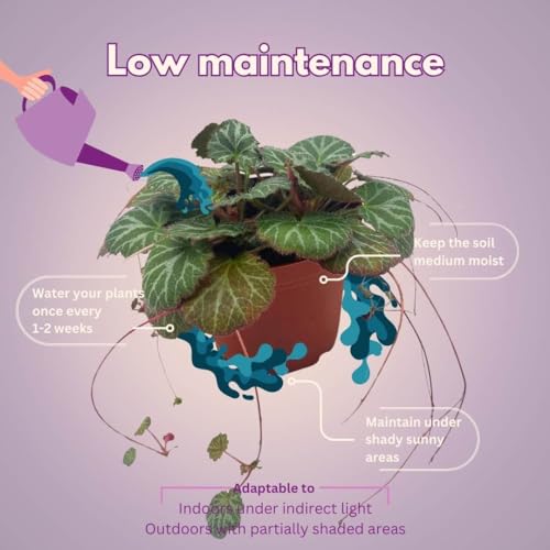 Strawberry Begonia, 4 inch, Saxifraga stolonifera, Legacy Heritage House Plant