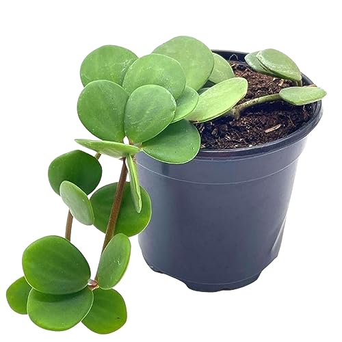 BubbleBlooms Peperomia Hope in a 4 inch Pot rotundifolia