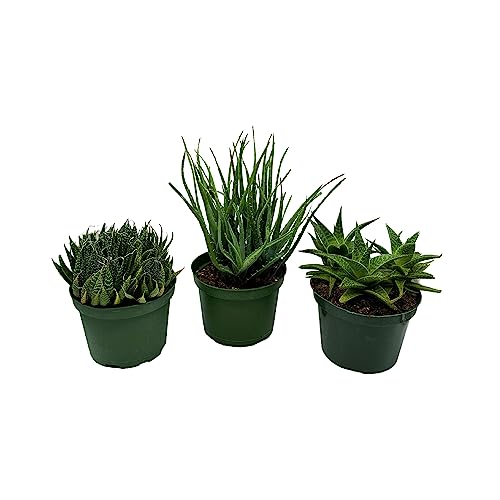 BubbleBlooms Aloe Assortment, Aloe Variety Set of 3, Grower's Choice in 6 inch pots