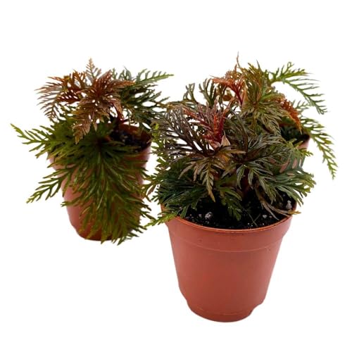 BubbleBlooms Begonia bipinnatifida 2 inch Set of 3 Fern Leaf Begonia Tiny Mini Pixie Plants