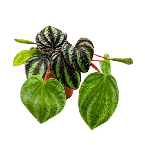 Peperomia Dragon Skin, 4 inch, Rare Pep, Exotic House Plant