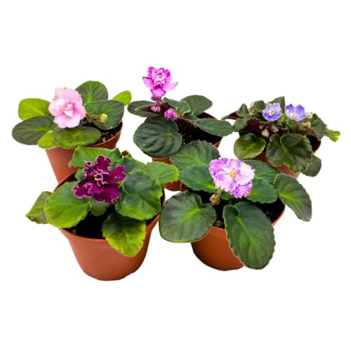 Harmony's African Violets Grower's Choice Mix 4 inch Set of 5 Rare Variegated and Collector's Varieties