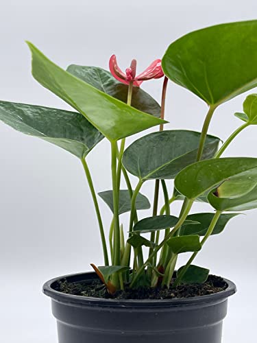 BubbleBlooms Anthurium Pink Flamingo Lily in 4 inch Pot