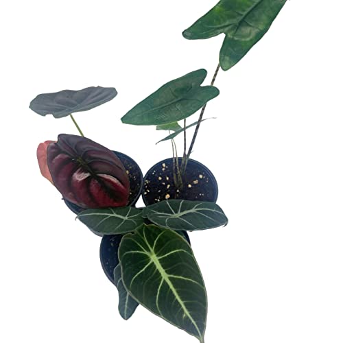 BubbleBlooms Jewel Alocasia Assortment, 3 Different Alocasias in 4 inch pots Grower's Choice