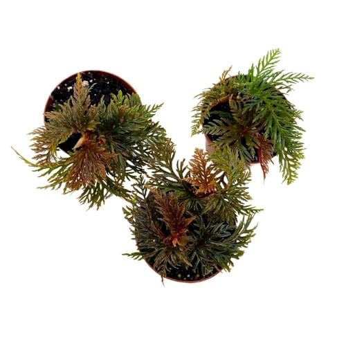 BubbleBlooms Begonia bipinnatifida 2 inch Set of 3 Fern Leaf Begonia Tiny Mini Pixie Plants