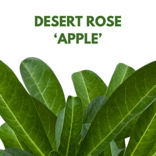 BubbleBlooms Desert Rose Apple in a 4 inch Pot Extremely Rare Flower