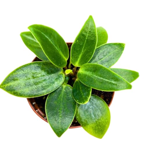 Harmony Foliage Peperomia Maculosa in a 2 inch Pot Spotted Stalked pep Monster peperomia