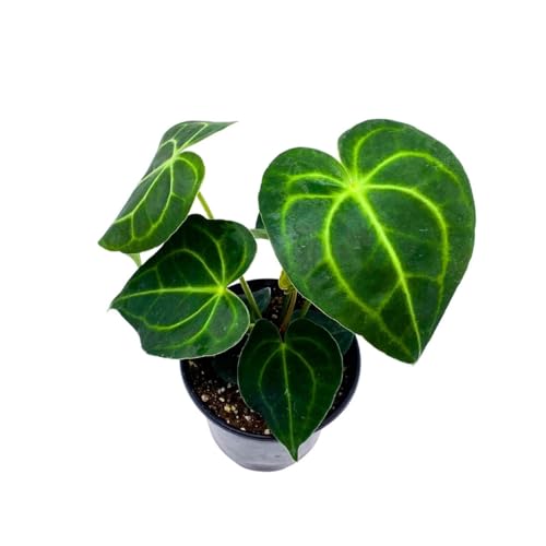 BubbleBlooms Anthurium Clarinervium Matuda in a 4 inch Pot Velvet Cardboard Rare Anthurium