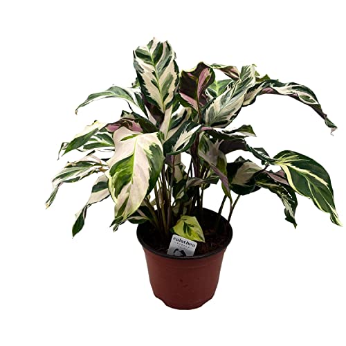 BubbleBlooms Calathea Stella in a 6 inch Pot Beautiful White Variegated House Plant Lietzei Fusion White