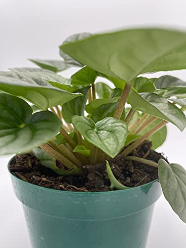 Generic Emerald Ripple Peperomia, Emerald Ripple Pepper, Platinum, Ivy-Leaf Peperomia, Green Ripple Peperomia, Peperomia caperata Yunck,4 inch Small