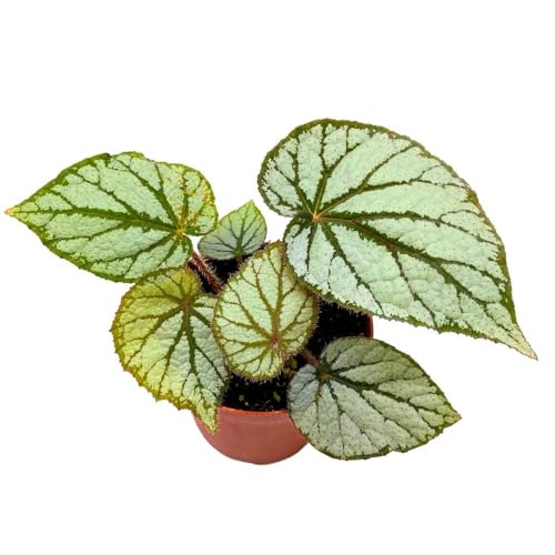 Harmony Foliage Begonia U400, 4 inch Rhizomatous Rhizo Light Gray Dark Green Veins