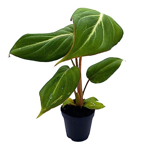 BubbleBlooms Philodendron Gloriosum, Anthurium Gloriosum, Velvet Philodendron, Creeper Plant in 2 inch Pot