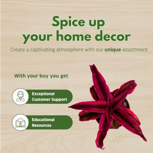 BubbleBlooms Cryptanthus Bivittatus in a 2 inch Pot, Tiny Mini Pixie Plant, Bright Pink