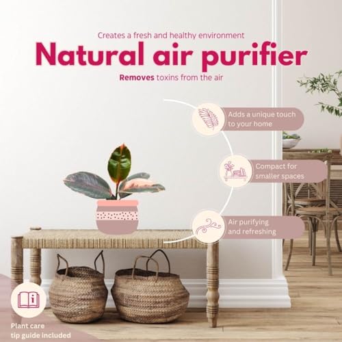 BubbleBlooms Ficus Elastica Ruby, 4 inch Ficus Ruby Indian Rubber Tree