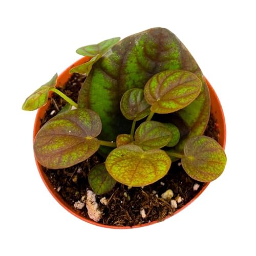 Harmony Foliage Peperomia Peppermill 2 inch Pixie pep