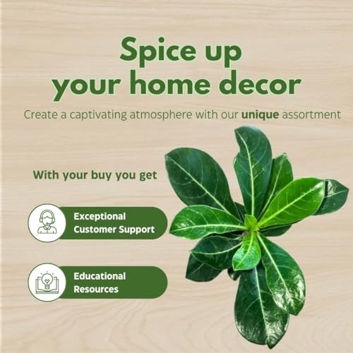 BubbleBlooms Desert Rose in a 4 inch Pot Adenium Obesum, White and Pink Flower