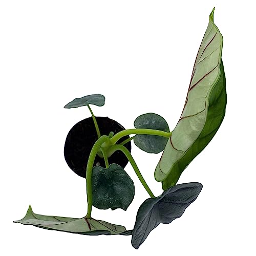 BubbleBlooms Alocasia Silver Dragon, Alocasia Baginda, Jewel Alocasia, Elephant Ear Silver Dragon in 2 inch Pot