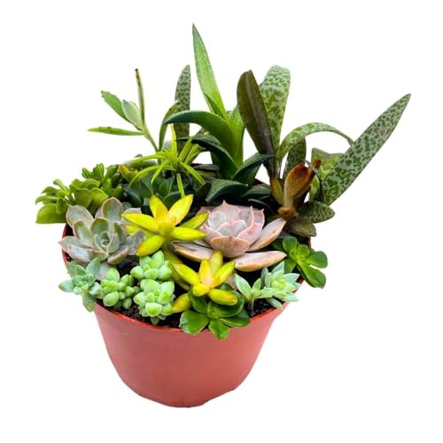 BubbleBlooms Succulent Arrangement in a 6 inch Pot Unique Hand Crafted Plant Designs