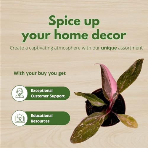 BubbleBlooms Philodendron Pink Naomi 2 inch Pink Princess