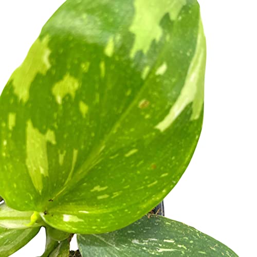 BubbleBlooms Philo White Wizard in a 4 inch Pot Rare Variegated Philodendron erubescens