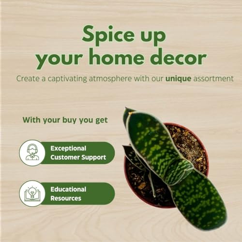 BubbleBlooms Gasteria pillansii, Green Dragon, Smooth in a 2 inch Pot