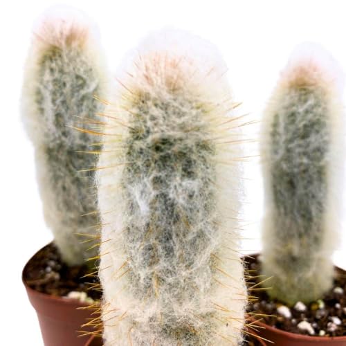 BubbleBlooms Silver Torch Cactus Cleistocactus strausii, 2 inch Set of 3, Wooly Torch Tiny Mini Pixie