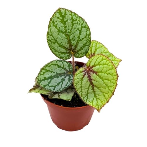 Begonia U309 4 inch Rhizomatous Begonia Rhizo Green White