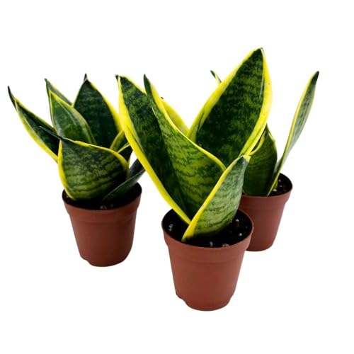 BubbleBlooms Dwarf Variegated Sansevieria trifasciata, 2 inch Set of 3, Snakeplant Rosettes