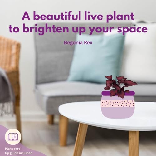 BubbleBlooms Begonia Rex Assortment, in 2 inch pots, Set of 3, Tiny Mini Pixie Plant Begonia Variety Pack