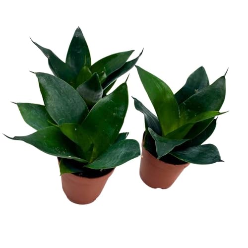 BubbleBlooms Jade Snake Plant 2 inch Set of 3 All Green Dwarf Rosette Sansevieria Tiny Mini Pixie Plants