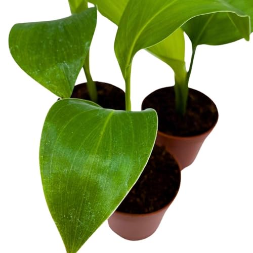 BubbleBlooms Giant White Bird of Paradise, 2 inch Set of 3, Strelitzia nicolai Tiny Mini Pixie Plants