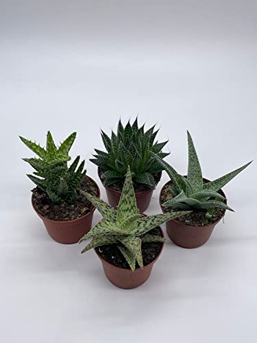 BubbleBlooms Aloe Variety Assortment, 3 inch pots, 4 Different Aloe Succulents