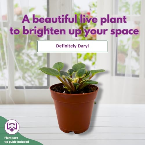 Harmony Foliage Mini African Violet Definitely Daryl Variegated 2 inch Blue Flower