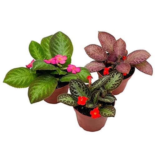 BubbleBlooms Flame Violet Episcia Cupreata Assortment 4 inch pots 3 Different Velvet Plants
