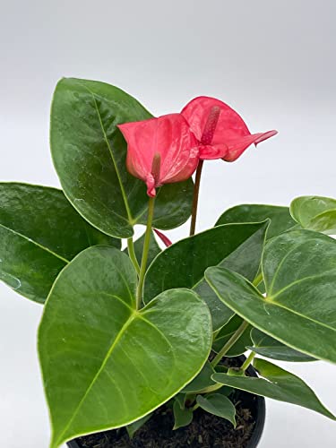 BubbleBlooms Anthurium Pink Flamingo Lily in 4 inch Pot