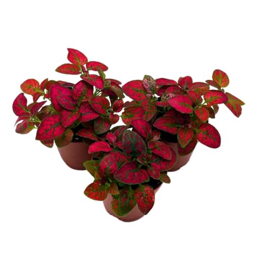 BubbleBlooms Red Hypoestes phyllostachya 2 inch Set of 3 Flamingo Polka Dot Plant Tiny Mini Pixie Plants