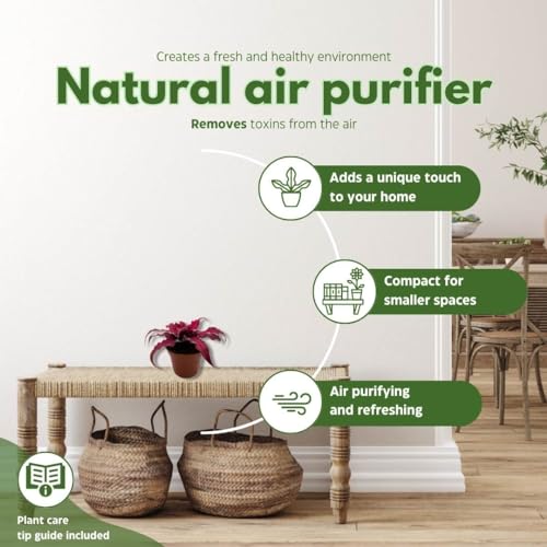 BubbleBlooms Cryptanthus Bivittatus in a 2 inch Pot Earth Star Bromeliad, Tiny Mini Pixie Plant, Dark Red