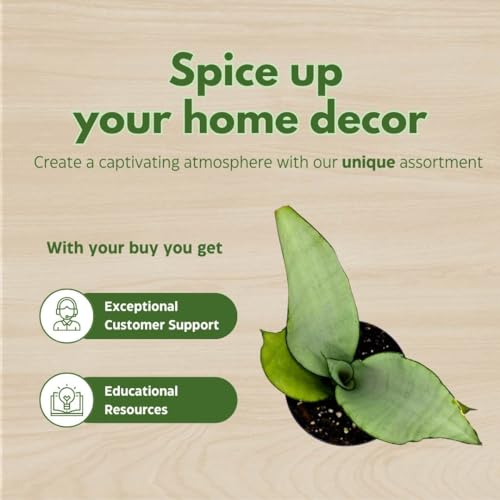 BubbleBlooms Sansevieria Moonshine White-ish Green Snake Plant in a 4 inch Pot