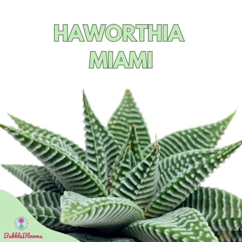 BubbleBlooms Haworthia Miami, 2 inch wandera Tropiflora Lace Aloe