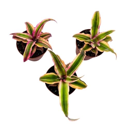 BubbleBlooms Cryptanthus Bivittatus, 2 inch Set of 3, Pink and Green Earth Star Tiny Mini Pixie Plants