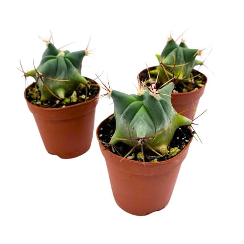 BubbleBlooms Ferocactus Emory's Barrel Cactus, 2 inch Set of 3, Coville's echidne Tiny Mini Pixie Plants