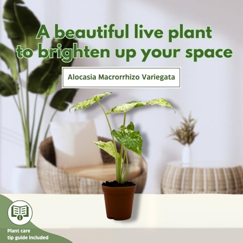 BubbleBlooms Variegated Alocasia Frydek Macro in a 2 inch Pot Tiny Mini Pixie Plant