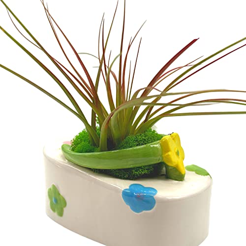 BubbleBlooms Tillandsia Planted in a Ceramic Sandal Shaped Planter, Flip Flop Pot