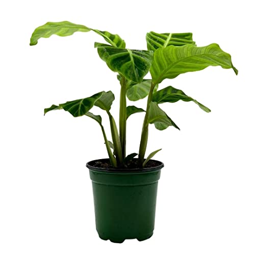 BubbleBlooms Calathea Zebrina, in a 4 inch Pot, Goeppertia Zebra Striped Prayer Plant