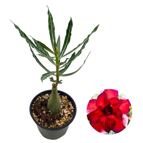 BubbleBlooms Desert Rose Perfume in a 4 inch Pot Extremely Rare Flower