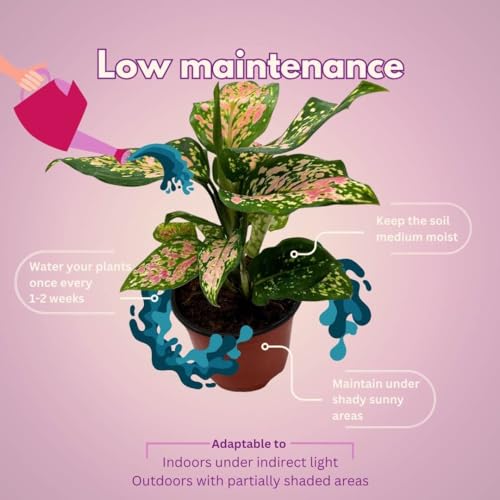 BubbleBlooms Aglaonema Pink Dalmation Chinese Evergreen Lady Valentine in 4 inch Pot