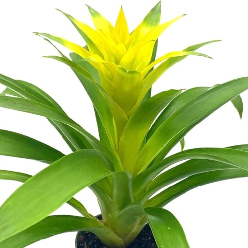 BubbleBlooms Yellow Bromeliad in a 4 inch Pot Nidularium billbergioides