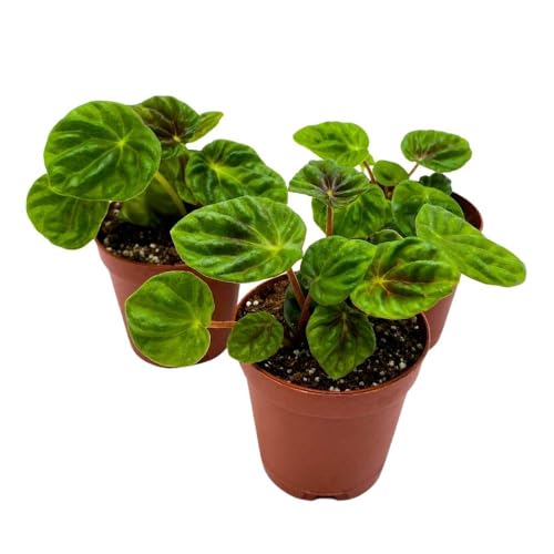 BubbleBlooms Peperomia Green Emerald Ripple, 2 inch Set of 3, Caperata Tiny Mini Pixie Plants