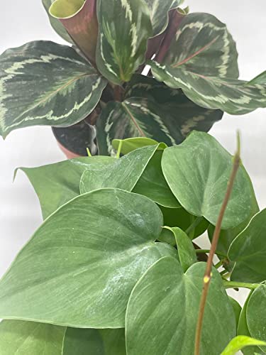 florida house plants llc BubbleBlooms Premium Indoor Foliage Assortment, 5 Different Leafy House Plants in 4 inch pots