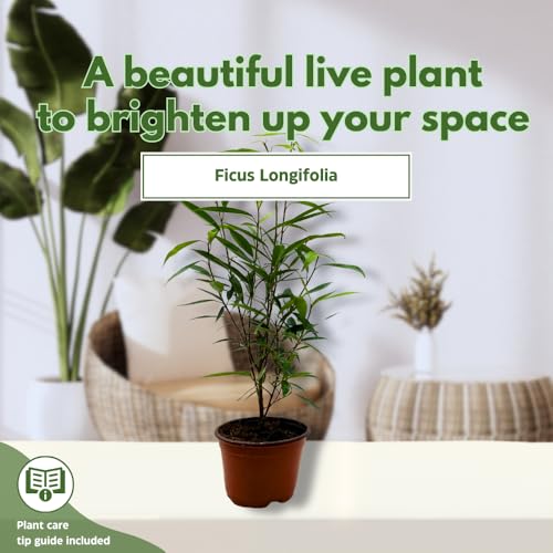 BubbleBlooms Narrow Leaf Fig in a 4 inch Pot